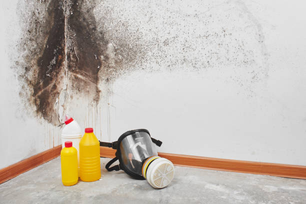 Wahpeton, ND Mold Removal Company