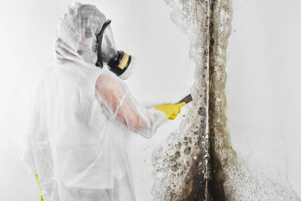 Best Black Mold Removal  in Wahpeton, ND