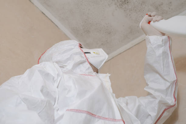 Best Attic Mold Removal  in Wahpeton, ND