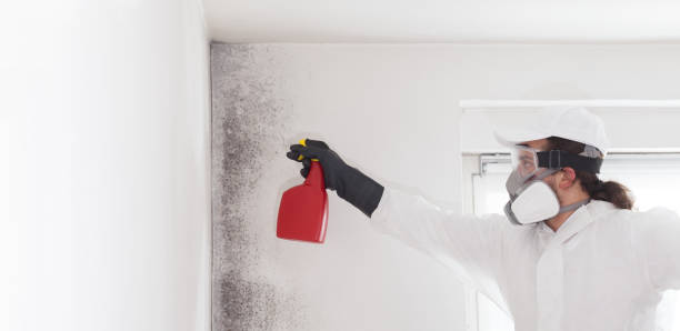Best Residential Mold Removal  in Wahpeton, ND
