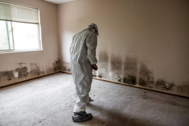 Best Professional Mold Removal  in Wahpeton, ND