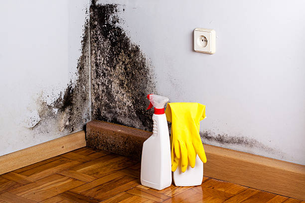 Best Certified Mold Removal  in Wahpeton, ND
