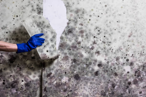 Best Mold Removal Company Near Me  in Wahpeton, ND