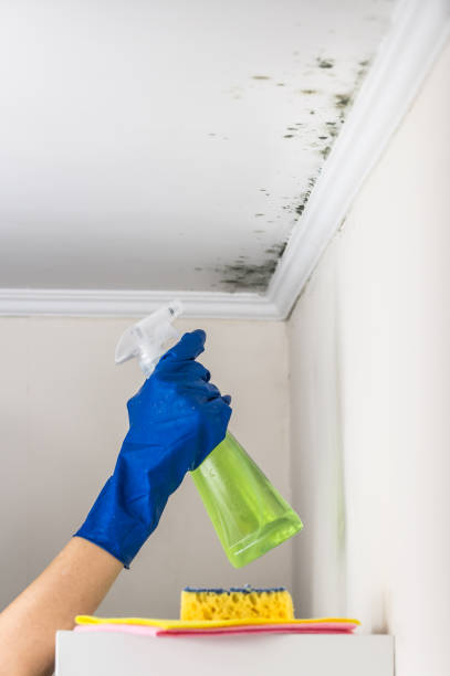 Best Mold Remediation  in Wahpeton, ND