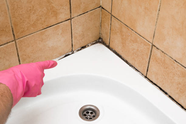 Best Mold Cleaning Services  in Wahpeton, ND