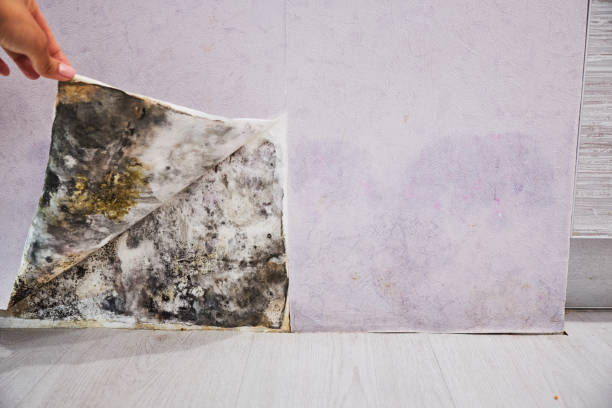 Attic Mold Removal in Wahpeton, ND